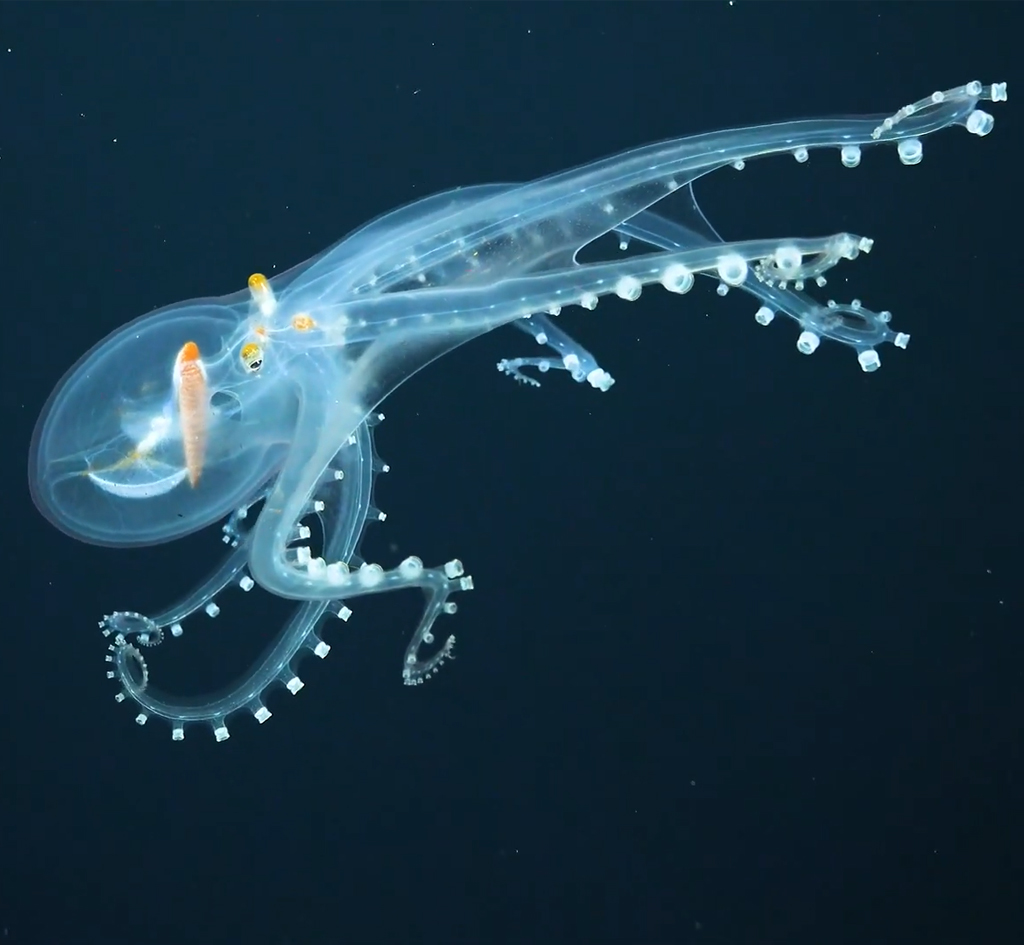 OgeeCircleman's tweet image. The Mysterious Glass Octopus: A Deep-Sea Enigma - The Glass Octopus (Vitreledonella richardi): The Ghost of the AbyssIn ... myscrappydays.com/news.php?slug=… #GlassOctopus #Vitreledonellarichardi #Deepseacreatures #Transparentoctopus #Cephalopods #Marinelife #Oceanmysteries