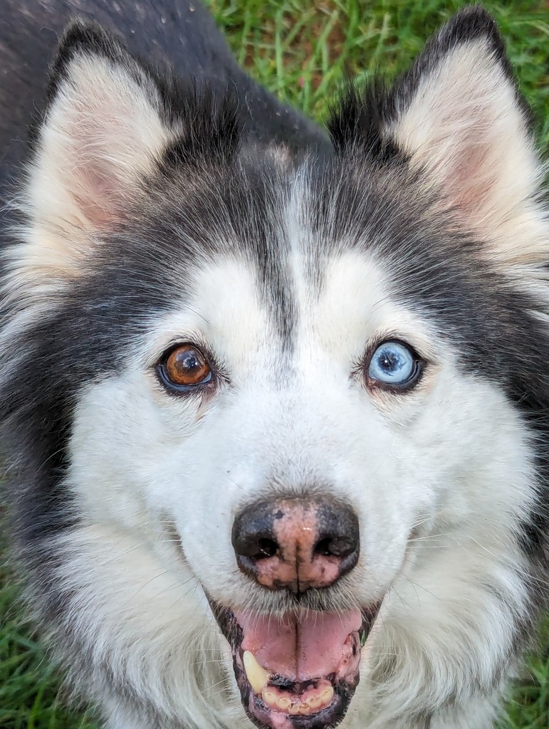 OscarWinning's tweet image. Getchu a boy who looks at you like Nook does. (Just kidding, she wants to lick the phone.) But still, you definitely definitely deserve all the love. Happy Valentine&apos;s Day. #lifewithdogs #BehaviorThatWinsRewards #livelovelick