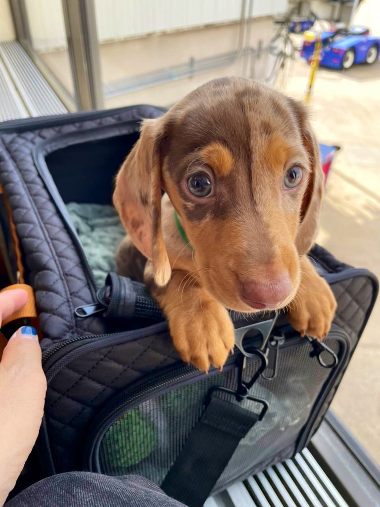 Happy Valentine’s Day &amp; happy 1st birthday to Gus! He’s way bigger than he was supposed to be but that just means there’s more of him to love. So, join me in wishing a very, very good boy &amp; the Gusiest Gus of all Gus’s a great 1st birthday! 🎉🎁 ❤️🐾 #dachshund