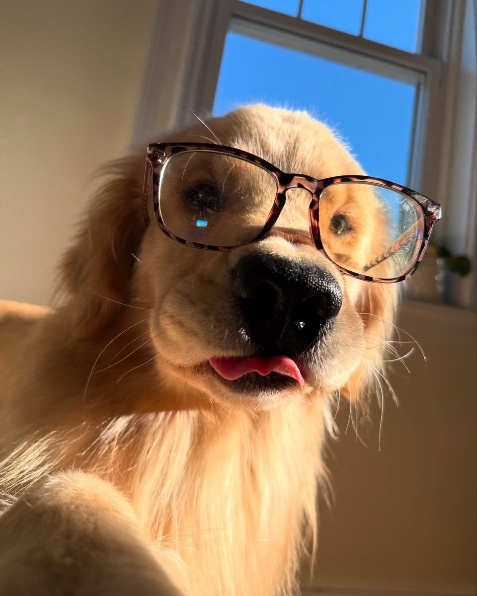 dogs so cute that could save the world (@dogssaveworld) on Twitter photo 