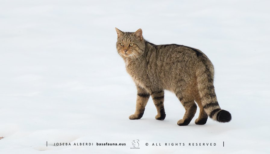 Udaran ikusi nuen basakatua neguan ere ikusi ahal izan nuen. Inguru elurtuak, bere ilaje luzeak eta inguruak bere txiza txorroez bikoteentzako markatzen zebilela ikusita, aukera onak eskeini zizkigun.
#basakatua #felissilvestris #basafauna #gatomontes #montañapalentina