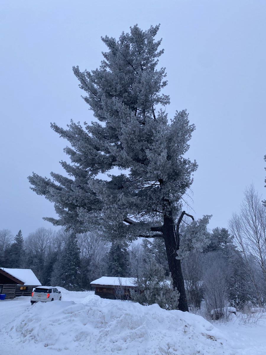 Photo dump from our snowy wonderland at SOES so far this winter! 

Stay warm and get outside in the beautiful snow when you can! 

#winterwonderland
#getoutside
#outdooreducation

<a href="/TOES_TDSB/">TOES_TDSB</a>