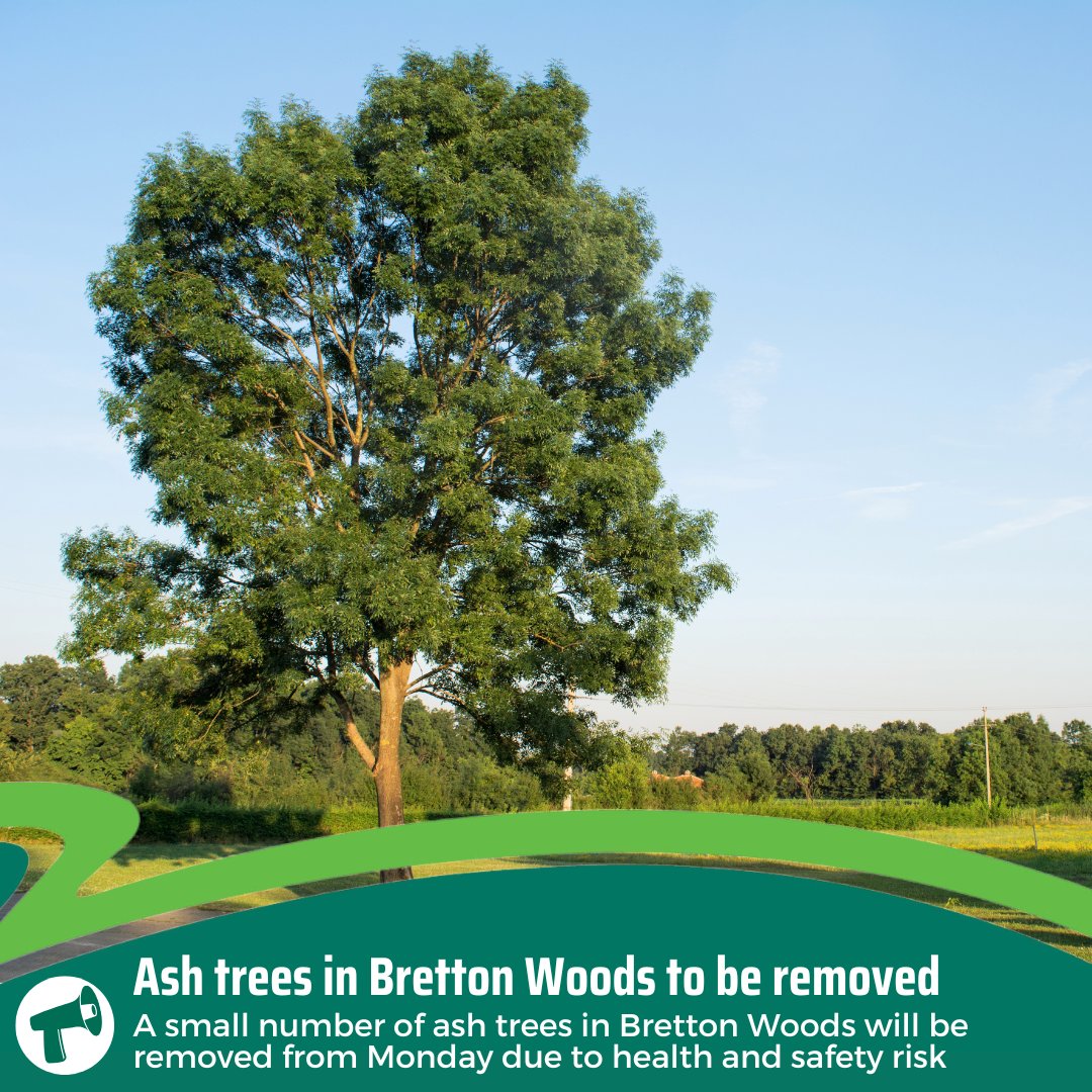 A small number of ash trees that present a serious risk to the health and safety of those using Bretton Woods will be removed from Monday.

The works will happen ahead of a wider Woodland Management Plan to combat the spread of Ash Dieback later this year, which includes