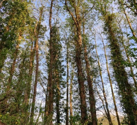 ChrisHatton_ONS's tweet image. The total asset value of ecosystem services in UK woodlands in 2022 was an estimated £416 billion (2023 prices). Take a look at our latest woodland natural capital accounts summary tables to find out more - ons.gov.uk/economy/enviro… #woodlandsUK #Environment #Environmentdata