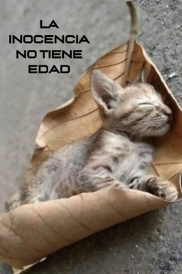 Almas De La Calle tweet media