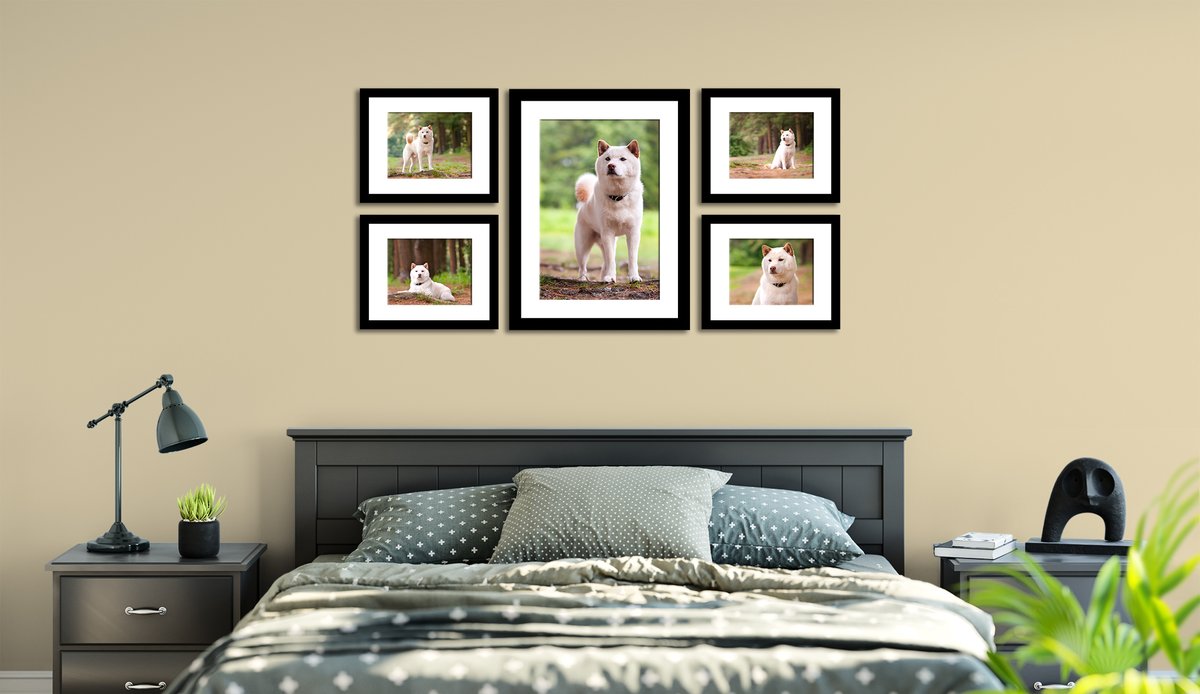 khphotography's tweet photo. Let's work together to create beautiful artwork to display in your home and office.

Booking Spring sessions now!!

#spring #springphotos #shibainu #artwork #karenhockerphotos #karenhockerphotography #dogs #dogphotos #professionalphotographer #professionaldogphotographer https://t.co/43DXIb9tt0