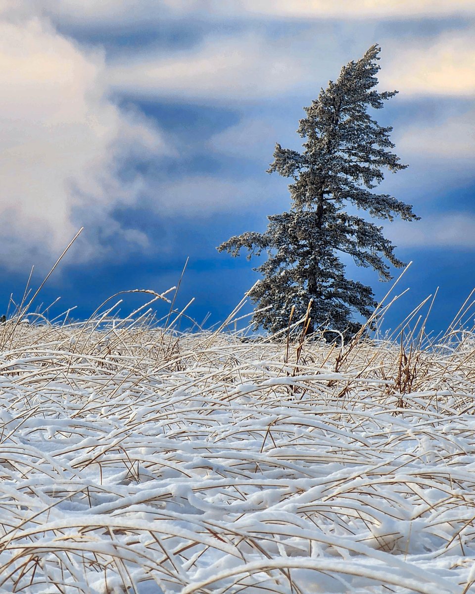 bcparksfdn's tweet photo. You can protect a rare natural treasure near Juniper Ridge! 🌲✨

This breathtaking 517-acre landscape east of Kamloops is home to rare grasslands, centuries-old trees, and vital habitat for species at risk. These grasslands support over 30% of BC's threatened species, yet they cover less than 1% of the province.

We’ve secured a purchase agreement and we’re raising $1 million through community crowdfunding to conserve this beautiful place by March 14. A generous donor has also agreed to match every dollar you donate!

Together, you can make history and ensure this extraordinary place remains protected for now, for all, for always. Please consider joining this effort by visiting https://t.co/RjtWqCIaAk 💚