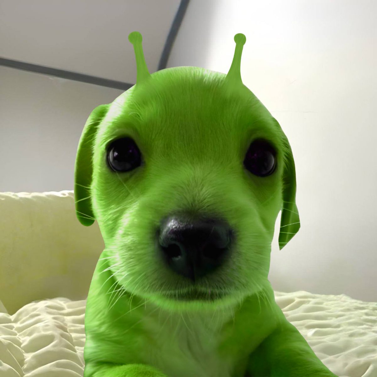 billycoin4ever's tweet photo. day for red roses and green dogs https://t.co/VVHBazicuz