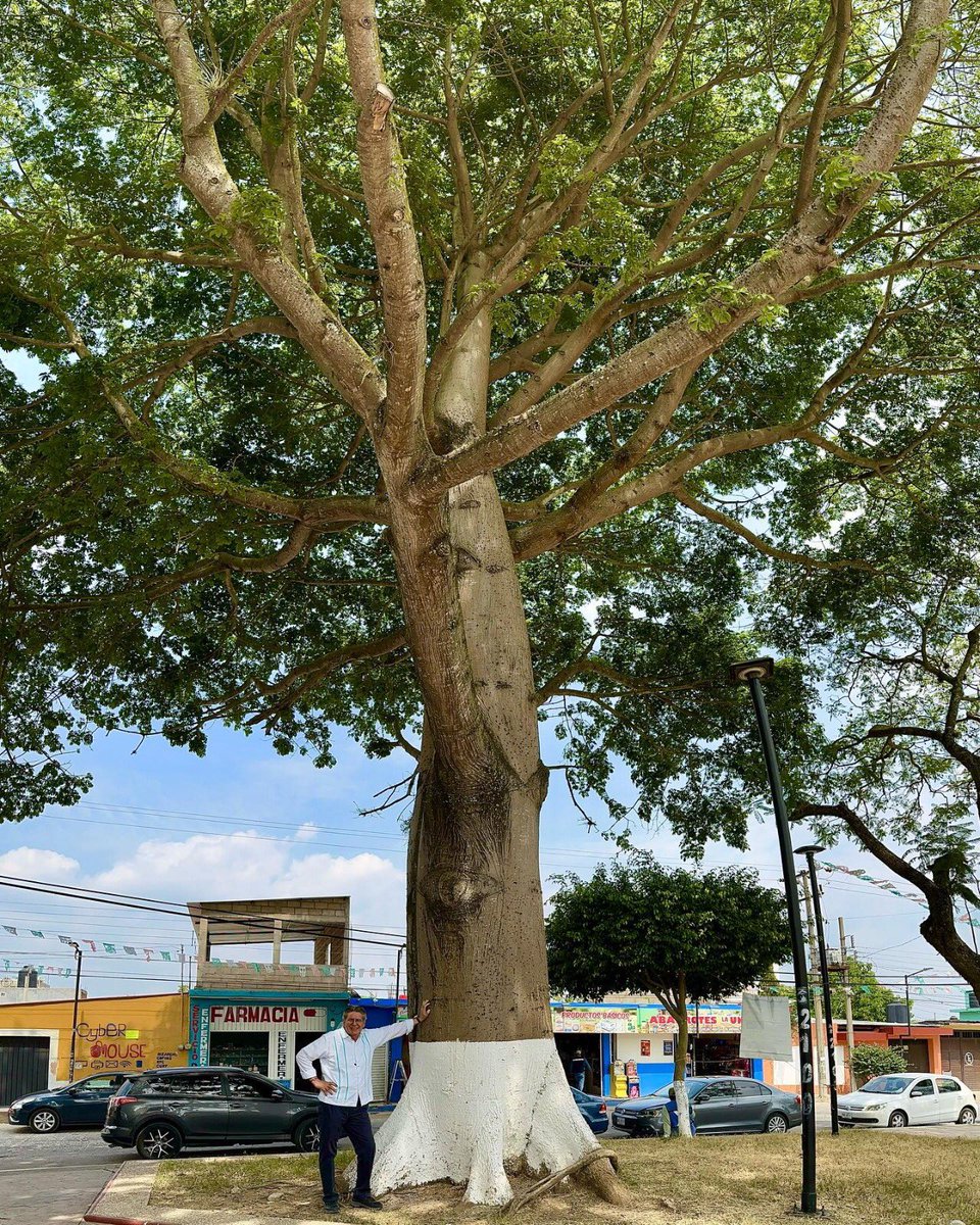 Así como un árbol crece fuerte con raíces profundas, la amistad se fortalece con cuidado, respeto y apoyo mutuo. En este Día de la Amistad, celebremos los lazos que nos unen y trabajemos para proteger el mundo que compartimos. Esta Ceiba la plante hace 45 años en Ocozocoautla.