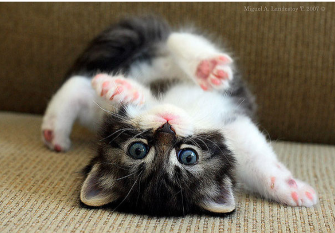 JEMurph79623's tweet photo. #kittensofworld
X will not allow you to have paid advertisements with the words-
Antiwhite,Antiwhitism-
in them at all because they don't want White people to have concern for their wellbeing as a people. You are allowed to have paid ads w/ the terms "racism", "antisemitism" https://t.co/xQ06GXYNgp