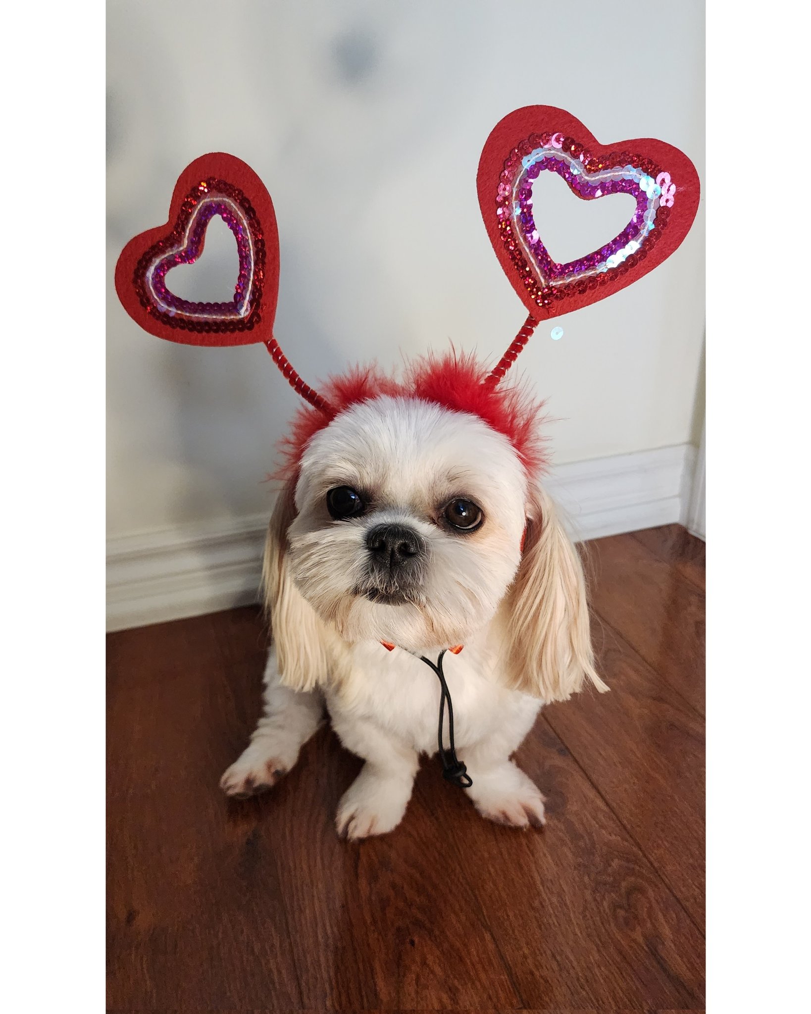 DIAMOND☆DOGS White Valentine Show 2025 White Valentine Show 2025 connect』 – DIAMOND☆DOGS