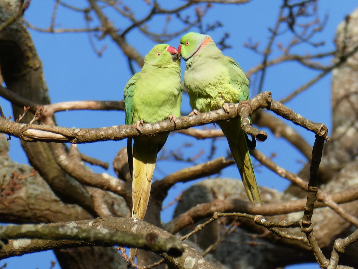 James Bulpin (@jamesbulpin) on Twitter photo The Richmond Park wildlife is getting into the #ValentinesDay spirit. #Valentinesday2025 <a href="/theroyalparks/">The Royal Parks</a> The Richmond Park wildlife is getting into the #ValentinesDay spirit. #Valentinesday2025 <a href="/theroyalparks/">The Royal Parks</a>