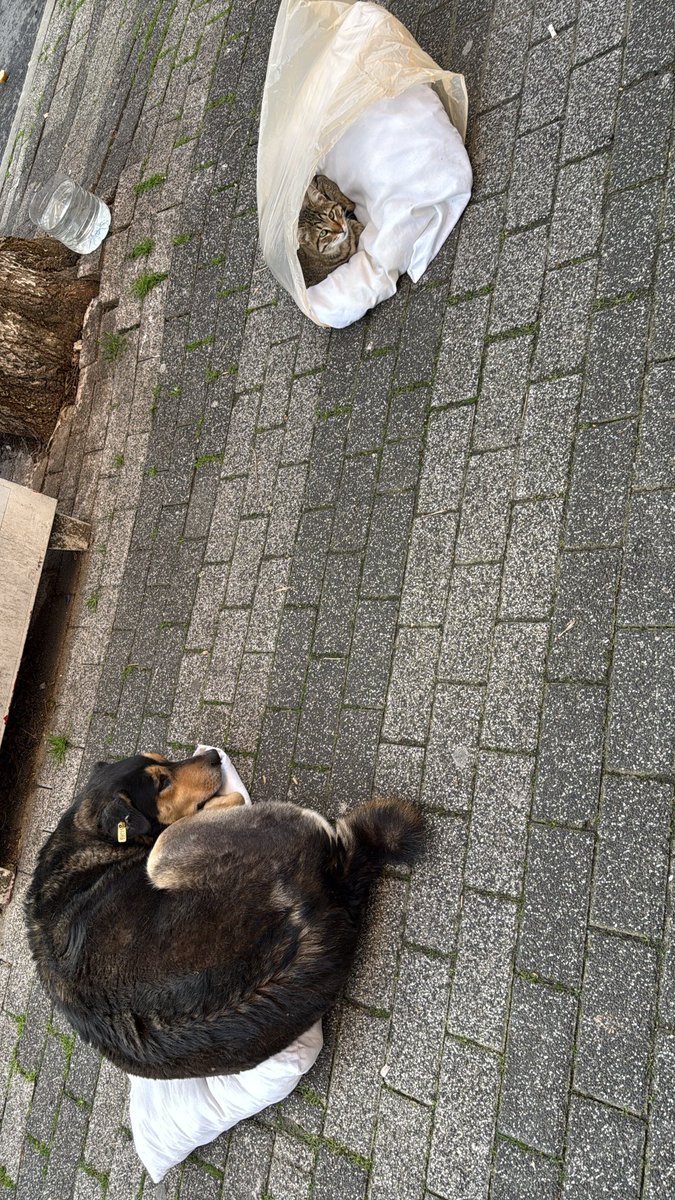 Size zarar vermek için dokunan eller kırılsın!