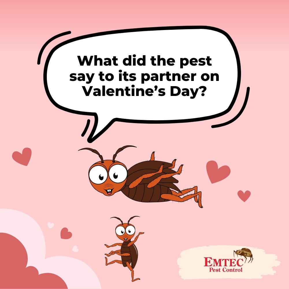 EmtecPest's tweet image. 💖 What did the pest say to its partner on Valentine’s Day? &apos;You make my heart race… like a cockroach at the speed of light!&apos; A light-hearted reminder to keep your home pest-free this season! 😂 #PestHumor

emtecpestcontrol.com/preventative-p…