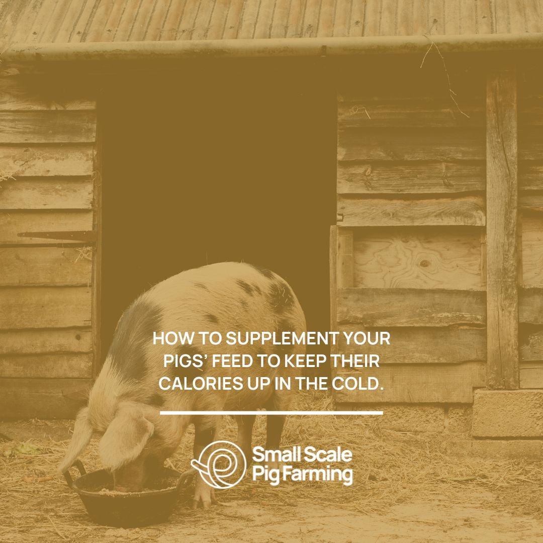 Small Scale Pig Farming (@smallscalepigs) / Posts / X