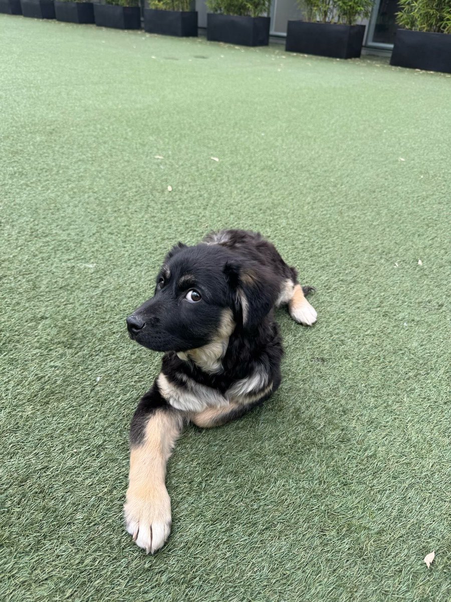 Comparto fotos y texto de Cami

Hola !! Encontramos a este hermoso perrito en la calle, apunto de ser atropellado, el pobre estaba muy asustado y nos costó mucho agarrarlo, por suerte logramos atraparlo y lo llevamos al veterinario, parece que alguien lo lastimó porque tiene la