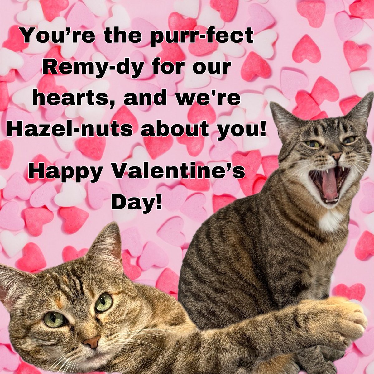 HazelandRemy's tweet photo. ❤️🐾😹 — Hazel and Remy https://t.co/aW9cQORzEx