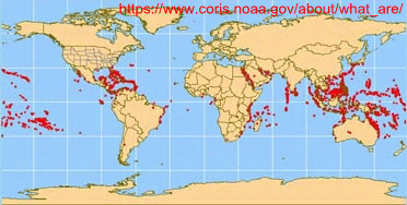 McClellanOsc's tweet photo. @THEPugetSound You of all water bodies should know that coral like to grow where it is warm. Okinawa is at 24-27° N latitude. You are at 47°N, where it is cold and coral does not like to grow. Don't try it. https://t.co/VMCQgzomPO