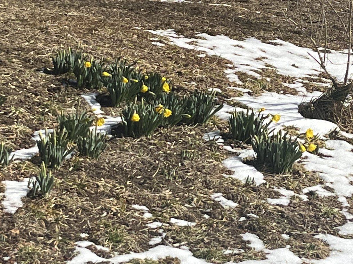 lakesidebascher's tweet photo. Daffodils bloom as snow melts outside this beautiful barn near my house. Earliest blooms I spot every year…and this time a curious (barn?) cat spotted me! @WTOP @Brian7NewsDC @SteveRudin7News https://t.co/DOsSi4cthI