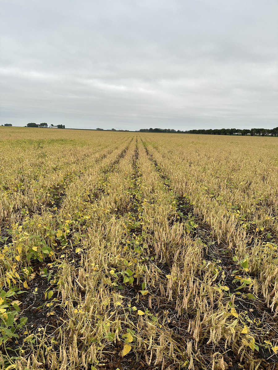 CAD SV6139GR pinto bean seed still available! 

High yielding variety coming at a competitive certified seed cost. 

Contact Dylan or Rory for more information. 

ldseedcompany.com