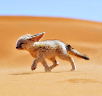 The cute dessert fox, the Fennec