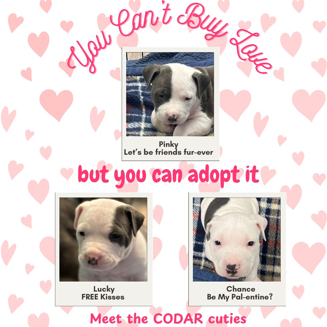 codarnj's tweet image. These little Castle of Dreams cuties wish you a very Happy Valentine's Day! 

 #CastleOfDreams #ValentinesDay #HappyValentines #dogrescue #rescuepuppies #puppies #pitbullpuppies #puppylove #palentinesday #remysstory #codarnj #adoptdontshop  #PuppyAdoption #ValentinesPuppies