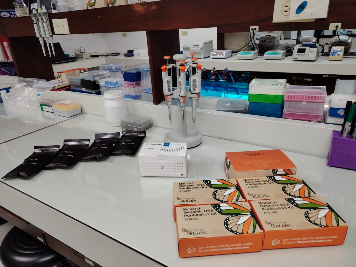 Daniel Chavez (@danielc23028196) on Twitter photo Next week will be super fun !! More whole genome sequencing from fresh samples. We keep adding more more genomes of Ecuadorian endangered species. Thanks <a href="/kara_dicks/">Kara Dicks</a> <a href="/nanopore/">Oxford Nanopore</a> and <a href="/NEBiolabs/">New England Biolabs</a> Next week will be super fun !! More whole genome sequencing from fresh samples. We keep adding more more genomes of Ecuadorian endangered species. Thanks <a href="/kara_dicks/">Kara Dicks</a> <a href="/nanopore/">Oxford Nanopore</a> and <a href="/NEBiolabs/">New England Biolabs</a>