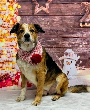 millypod1's tweet photo. 🆘26 JAN 2025 #Lost MAX #ScanMe #Tagged
OLDER Red Black & White Border Collie Male
#Claerwen #Gelligaer #Hengoed #Caerphilly #CF82
#Wales
https://t.co/yZL5AYVuxj https://t.co/37SR2F0BWc