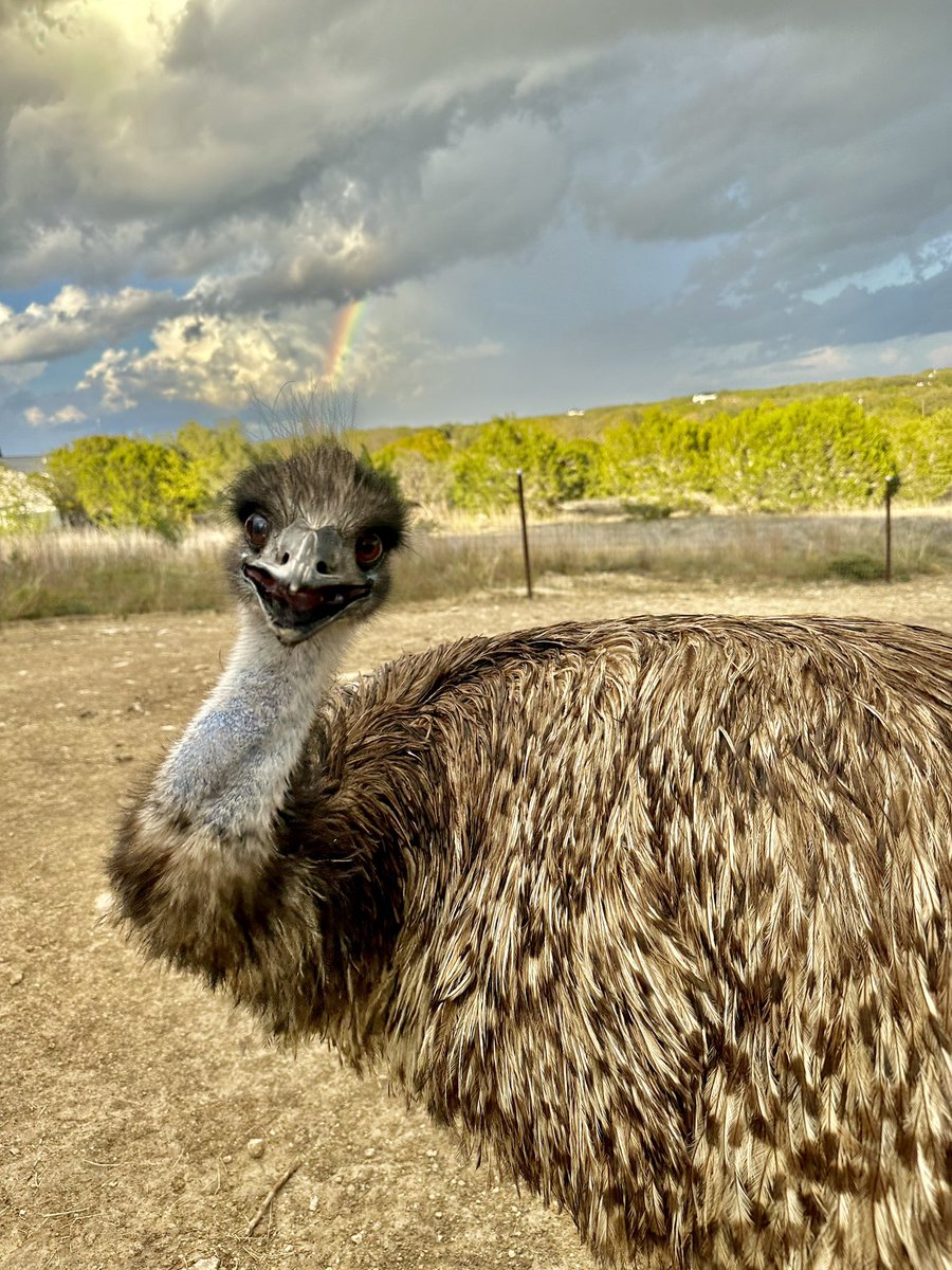 AlveusSanctuary's tweet image. If you don’t have a Valentine today, don’t worry. 

It’s Stompy’s Birthday and he’s giving out free hugs to everyone 🥰🥳