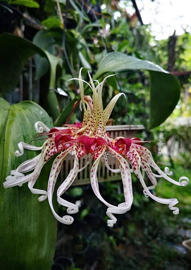 Bulbophyllum Binnendijkii 🍀🌸
 Is a species of orchid in the genus Bulbophyllum that grows from Malesia. Java to New Guinea. Blooming Season Fall and Winter 
#orchids #Flowers #蘭