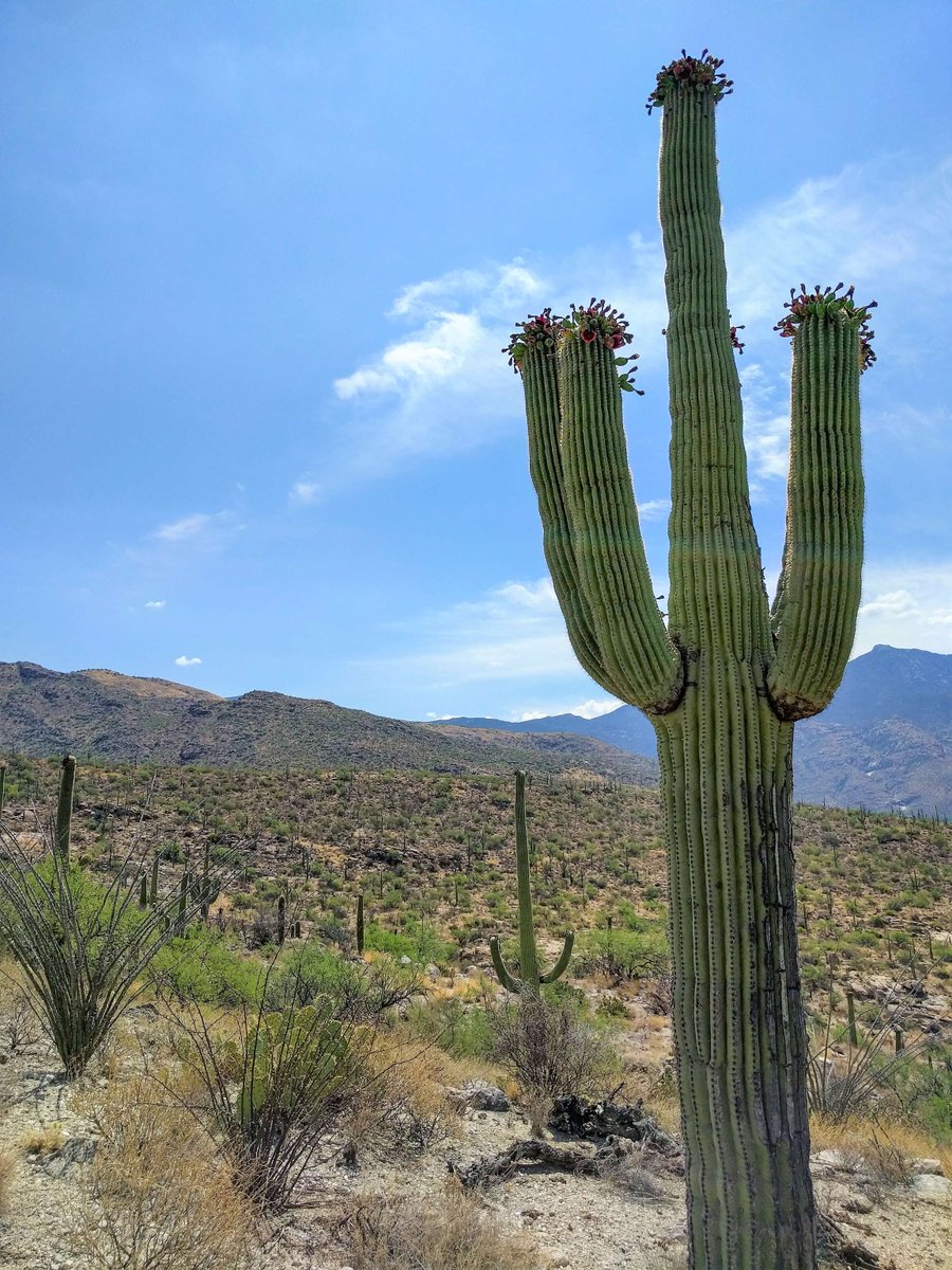 USGSAZ's tweet photo. πβ€οΈ Happy Birthday, Arizona! 113 years looks good on you! Today we celebrate our stunning state's beauty & spirit, and Valentine's Day!π΅π #AZBirthday #ValentinesDay #USGS_SBSC #USGS_AzWSC #ArizonaStatehood https://t.co/IXLHGPNROg