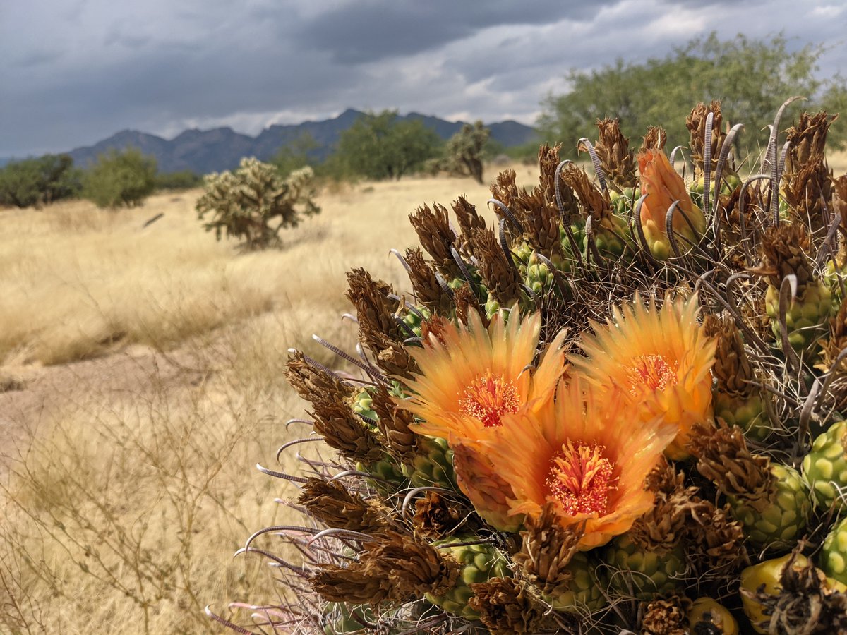 USGSAZ's tweet photo. πβ€οΈ Happy Birthday, Arizona! 113 years looks good on you! Today we celebrate our stunning state's beauty & spirit, and Valentine's Day!π΅π #AZBirthday #ValentinesDay #USGS_SBSC #USGS_AzWSC #ArizonaStatehood https://t.co/IXLHGPNROg