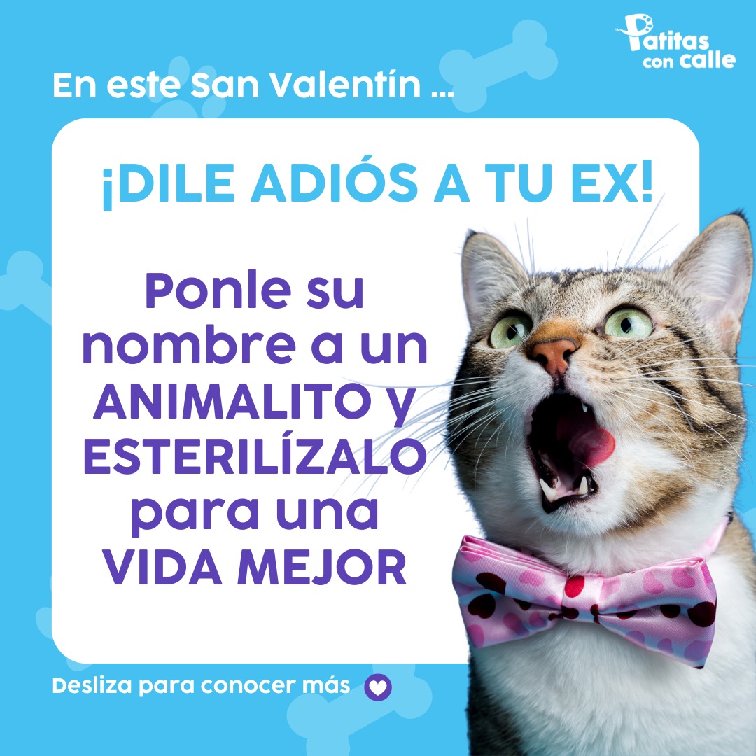 PatitasConCalle's tweet image. ¡Feliz San Valentín! En vez de recordar a tu ex, ¡dale un nuevo propósito a su nombre!
Apadrina a un animalito callejero 🐶🐱 por S/.50, ponle el nombre de tu ex y nosotros nos encargamos de esterilizarlo 😆.
¡Así ayudas, te ríes y cierras el ciclo! 😁
Yape 997421098