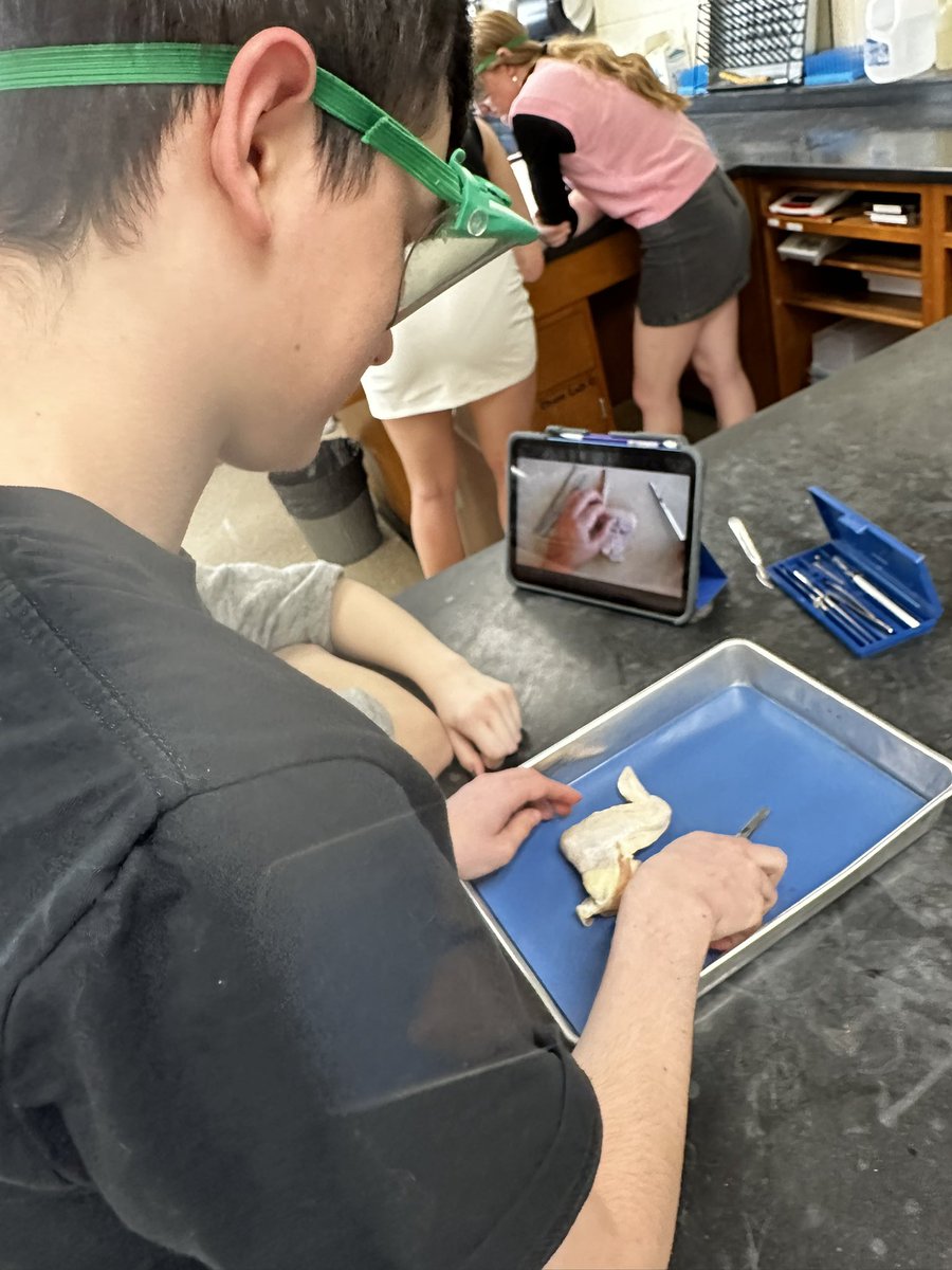 Not quite how FACS taught us. Sorry <a href="/MrsYzar/">Deb Weishaar</a> Skeletal and muscular dissection #SuchScience