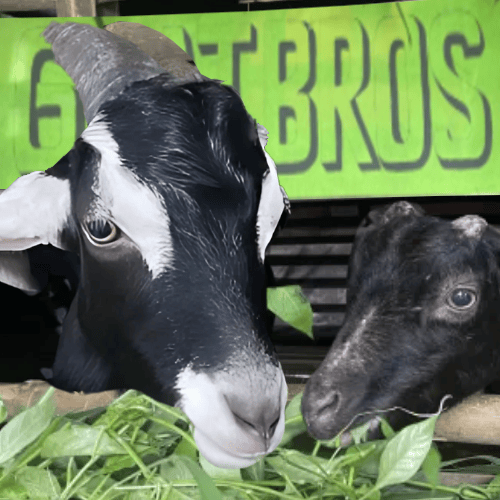 GOBROS_sol's tweet photo. Memes come and go, but goats?
They climb higher while everyone’s still figuring out the map.
$GOBROS isn’t waiting for a pump – it's building one sip at a time. https://t.co/mdpW35Ka5L