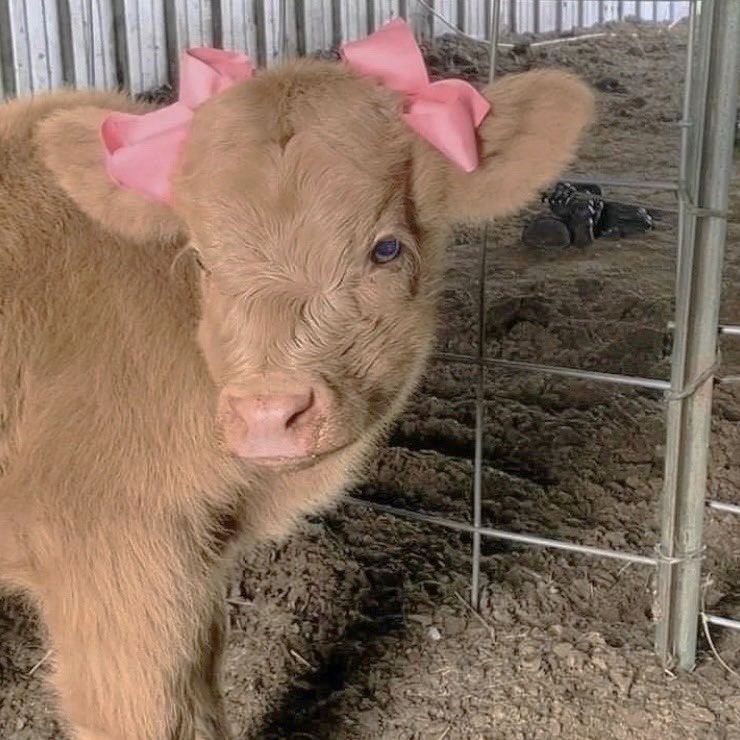 dreamyyarchive's tweet photo. cow with pink bows 🎀 https://t.co/imAs0tgEPu