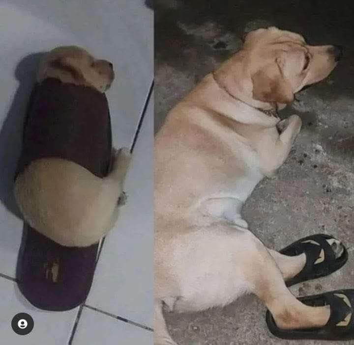 Crecen tan rápido 🥺