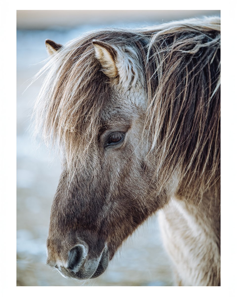 Who loves a pony?