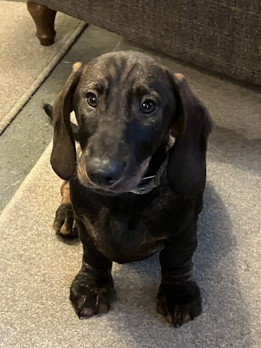 Happy Valentines Day and thank you to my family for possibly the best present ever….meet Mungo. 💝