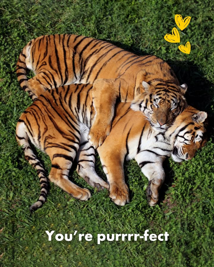 World Animal Protection CA tweet media