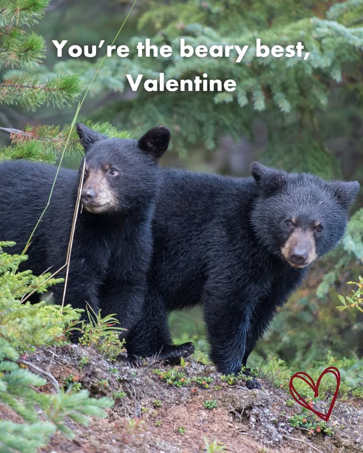 World Animal Protection CA tweet media