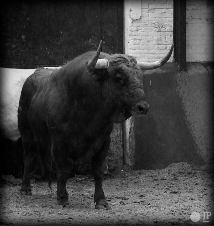 Jplopez1999's tweet image. @condecorte en los corrales de @LasVentas .
Uno de los clásicos ganaderos venteños, ¡que importante ha sido esta casa! Probablemente sea el tipo de toro que más guste en la plaza, lo cual no quiere decir (no debería) que los tipos de otros encastes no sean válidos.