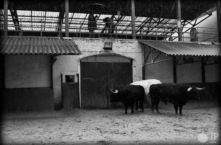 Jplopez1999's tweet image. @condecorte en los corrales de @LasVentas .
Uno de los clásicos ganaderos venteños, ¡que importante ha sido esta casa! Probablemente sea el tipo de toro que más guste en la plaza, lo cual no quiere decir (no debería) que los tipos de otros encastes no sean válidos.