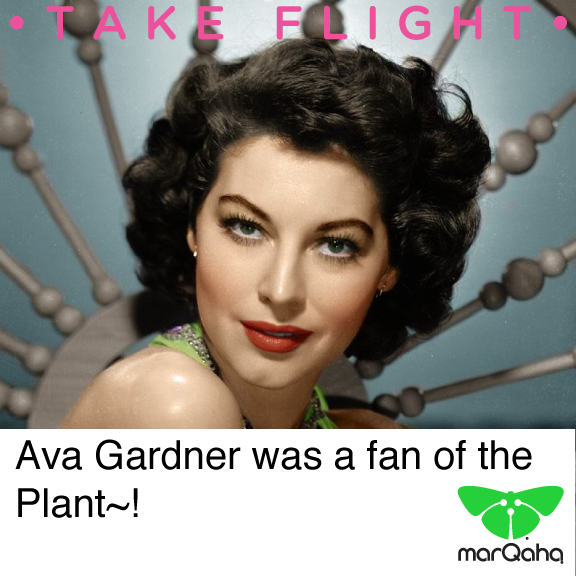 marQaha's tweet photo. #AvaGardner was a Fan of the plant!

#marQaha https://t.co/EF2ZnlMLTz
