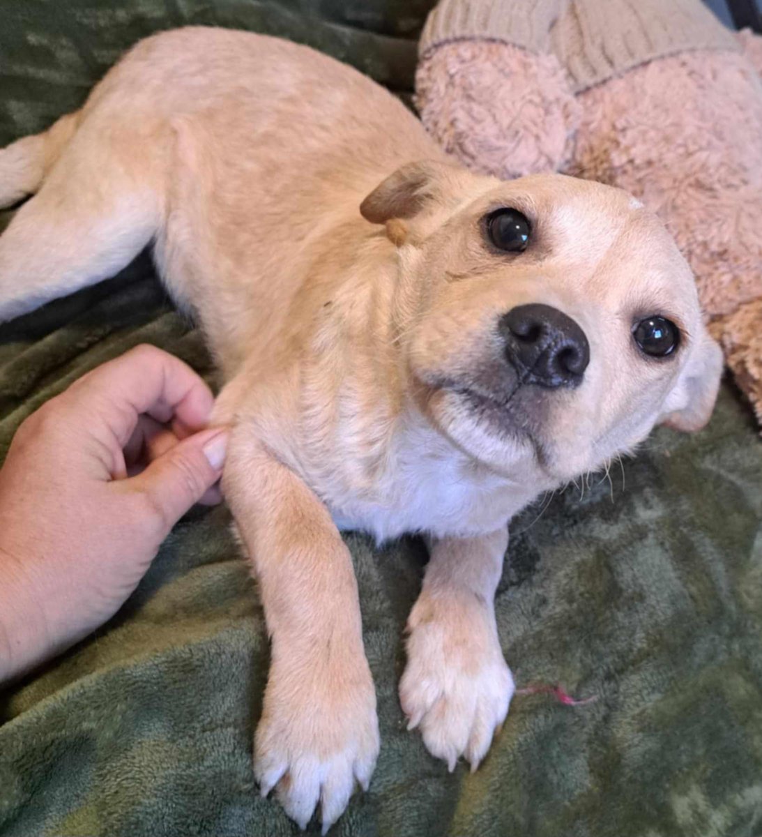 Looking for true love? Well look no further than Lovely Lucy! She's a calm, quiet 4 month old who gets along well with dogs &amp; people. She has enough love to be your one and only or would fit perfectly into a family (kids 10+) Visit our site for more info or to apply to  adopt 💛