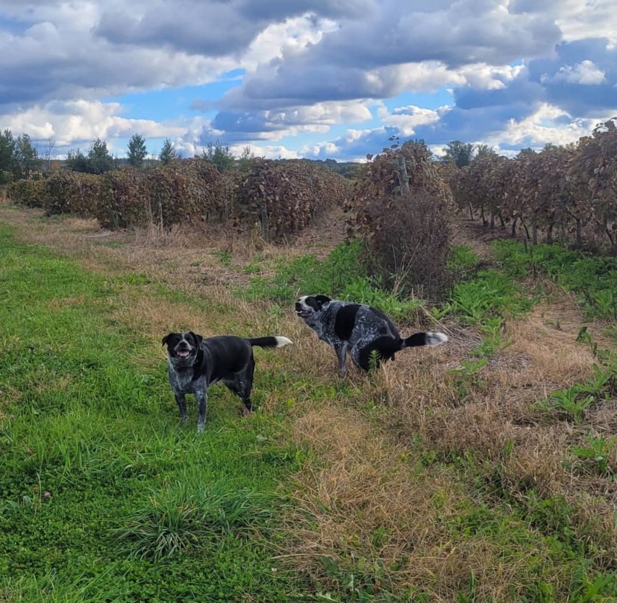 "If that isn't love, I don't know what love is" -"Weird Al"Yankovic
#poopingpooches #love #valentinesday #double #triple #friends #dogsofinstagram