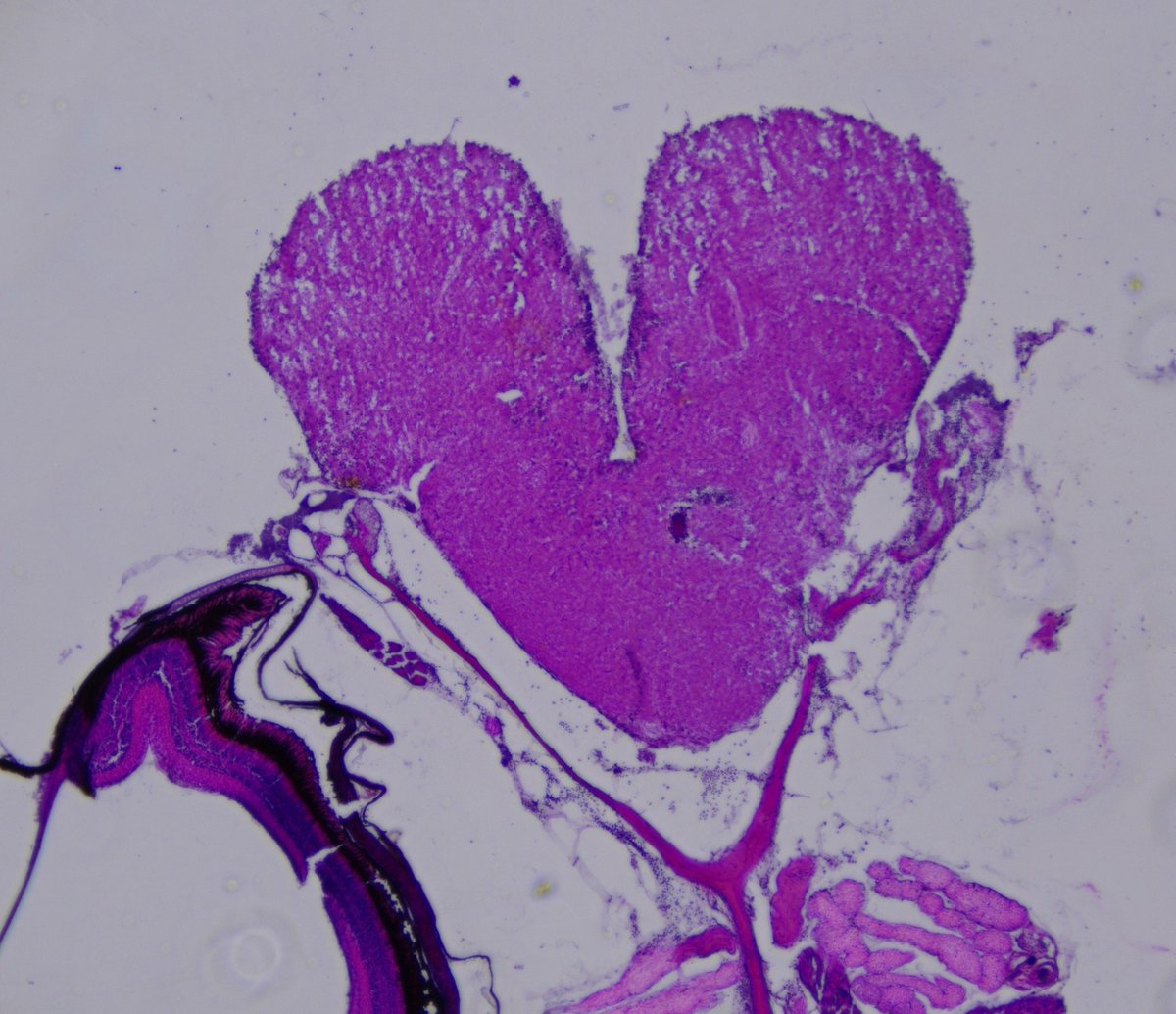 niroshajmurugan's tweet photo. A little love, a little science.❤️
With so much happening in the world, today is a moment to pause and reflect on the good, the love, and the support that surrounds us. Grateful for it all.  #HappyValentinesDay  #zebrafishbrain https://t.co/hdyUTDNtIy