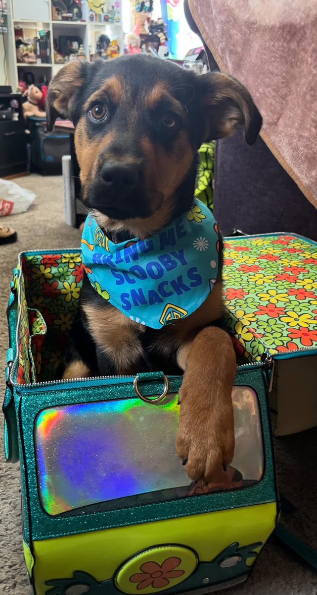 Ellis Boshaw tweet media