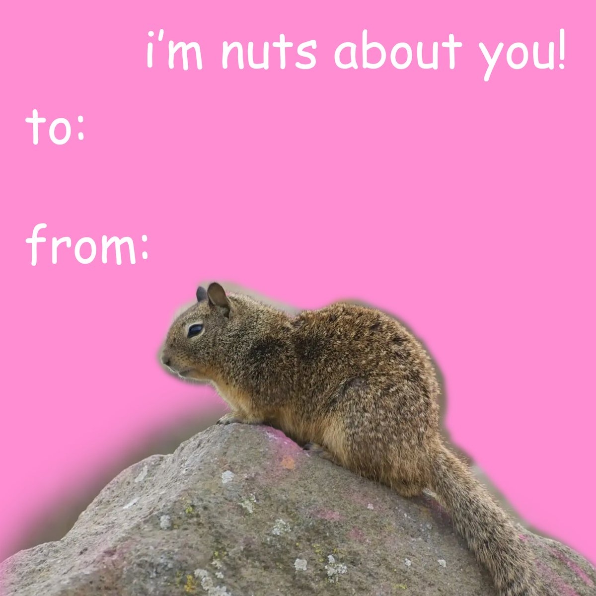 Happy Valentine's Day! We are surprising you with even more squirrel Valentine's cards to send to your favorite people ❤️ Let us know which is your favorite! #wildlifelovers #wildlife #squirrels #squirrelnet #stemsquirrels #valentines #valentinesday