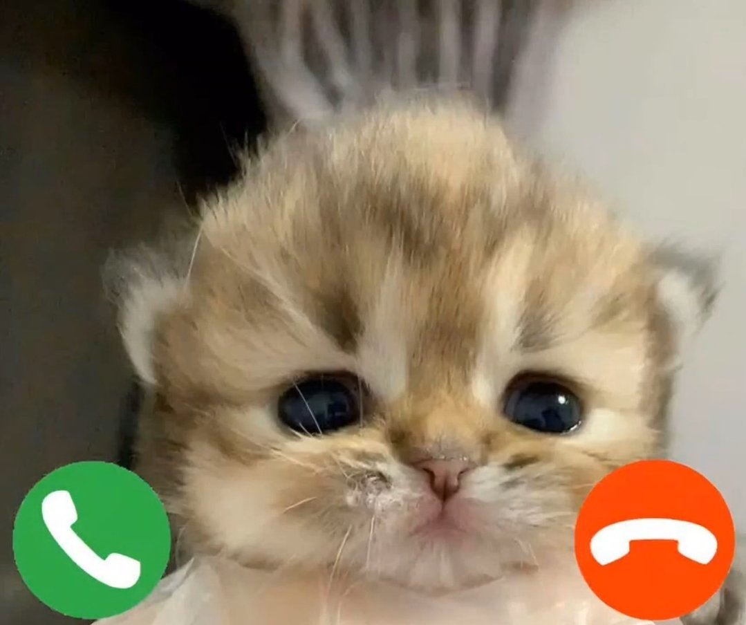 Catsillyness's tweet photo. Incoming call https://t.co/P0zWKZKLpX